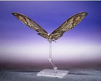 Godzilla x Kong: The New Empire - Suko & Mothra - TAMASHII NATIONS S.H.MonsterArts 