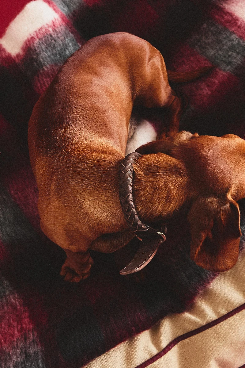 BRAIDED LEATHER DOG COLLAR