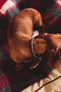 BRAIDED LEATHER DOG COLLAR