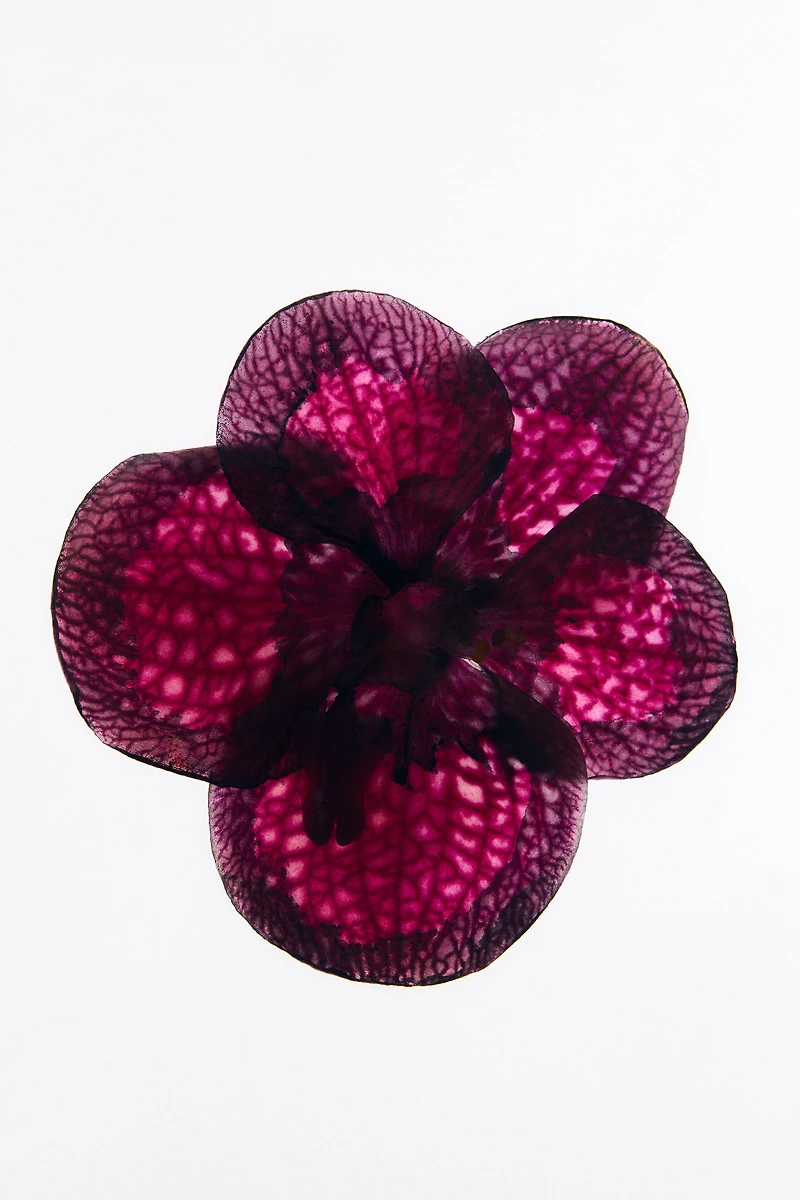 RED VANILLA & ZARA BLACK AMBER EDT 2X90ML (3.0 FL. OZ).
