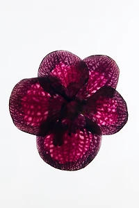 RED VANILLA & ZARA BLACK AMBER EDT 2X90ML (3.0 FL. OZ).