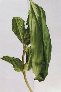 WATERLILY TEA DRESS EDP 100ML (3.4 FL. OZ).