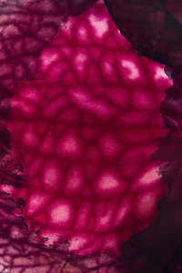 FEMME & PINK FLAMBÉ EDT 2X30 ML (1.01 FL. OZ)