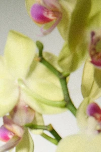 PARFAIT D´ORCHIDÉE PARFUM 100 ML