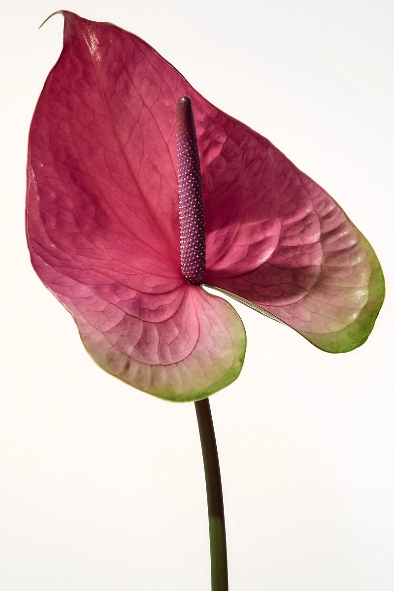 JUICY INFUSION EDP 100 ML (3,38 FL.OZ).