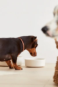 STONEWARE PET FOOD BOWL