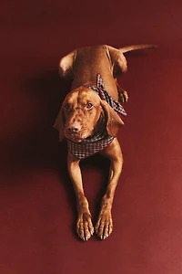 CHRISTMAS COTTON CHECK PET BANDANA