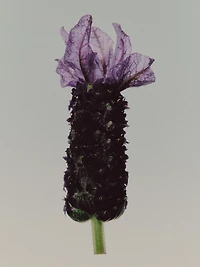 (100ML) Bronze Lavender Eau de Parfum