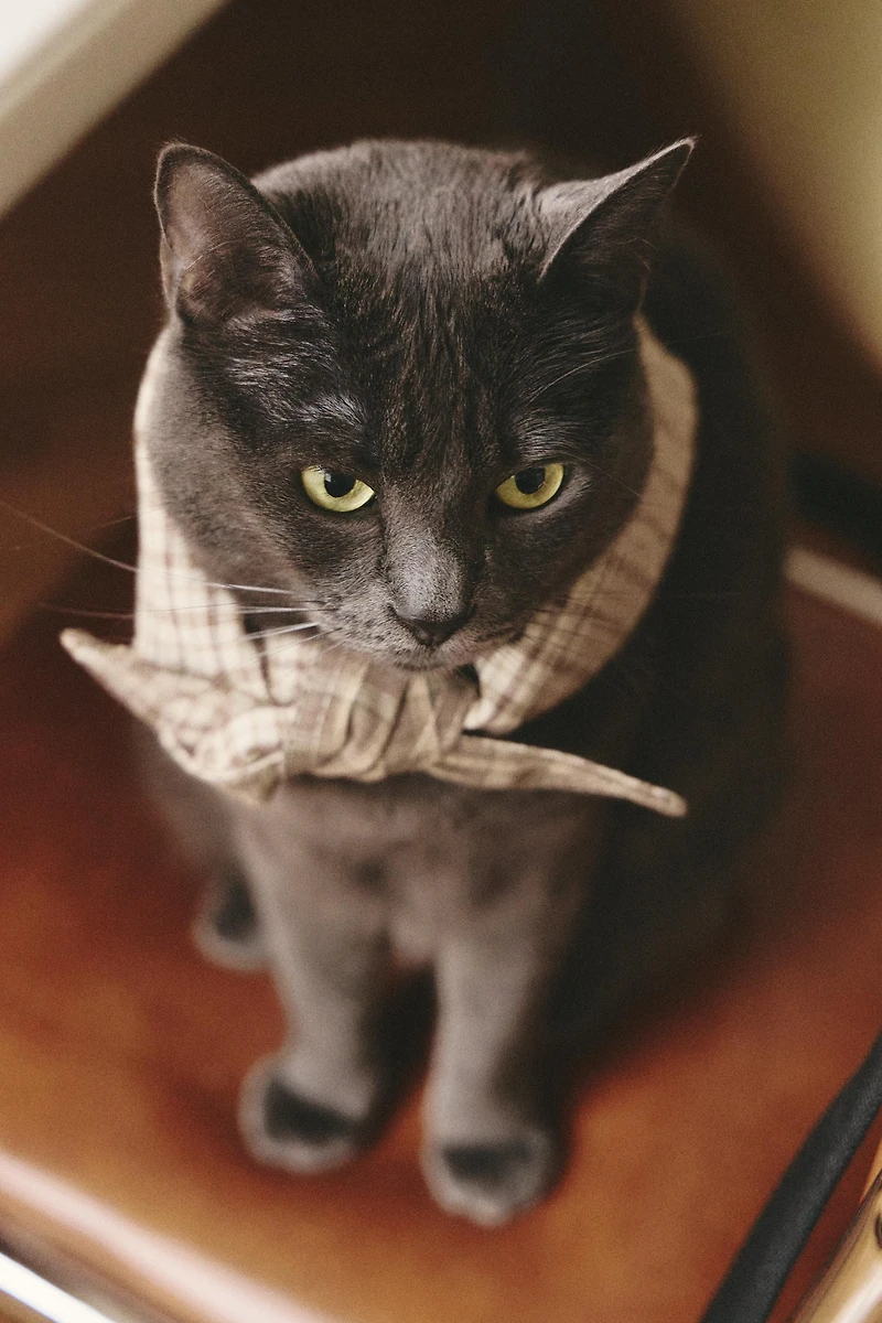 CHECK COTTON LINEN PET BANDANA