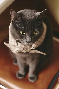 CHECK COTTON LINEN PET BANDANA