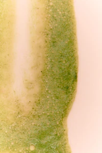 SWEET MATCHA DAY EDT 90 ML (3,04 FL. OZ).