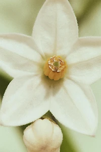 TONKA CREAM EDP 50ML