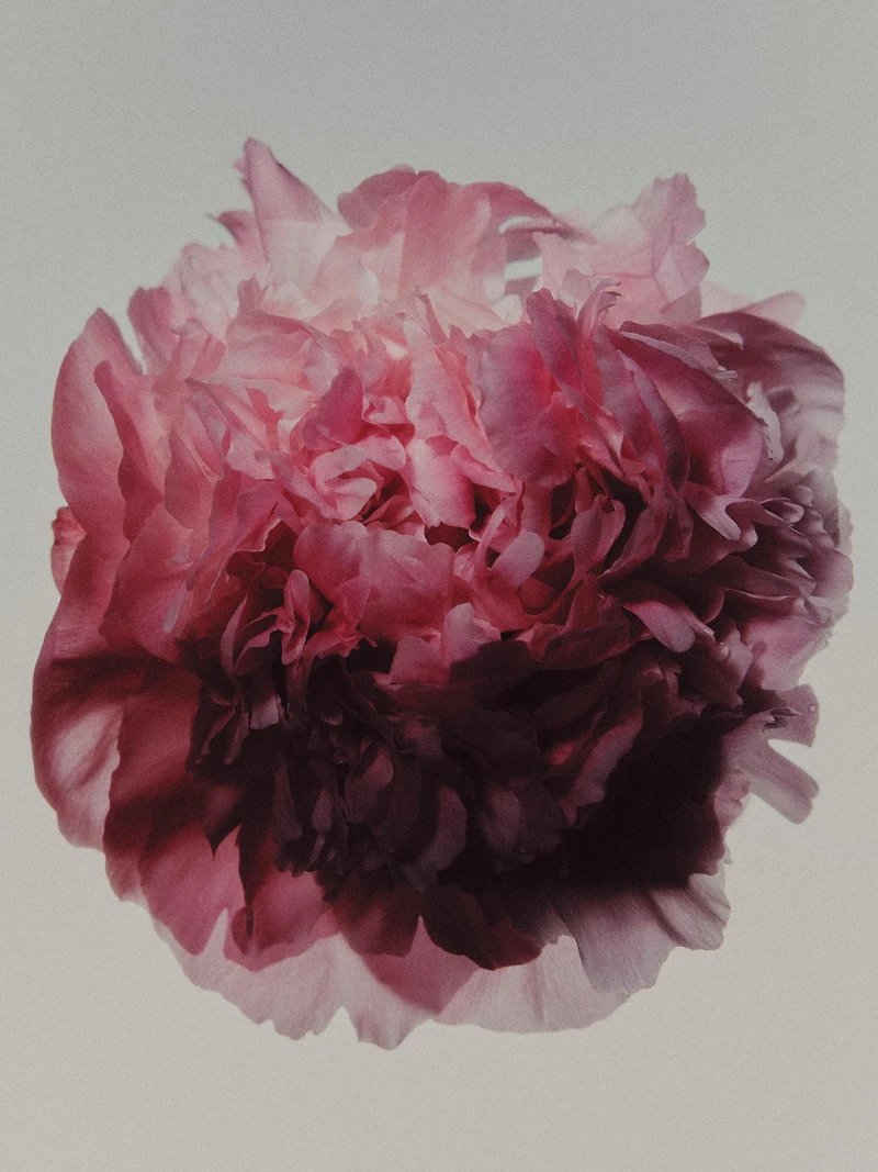 (100 ml) PEONY INTENSE EAU DE PARFUM