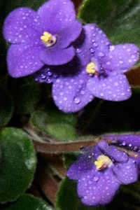 BRÛLANTE VIOLETTE PARFUM 100ML
