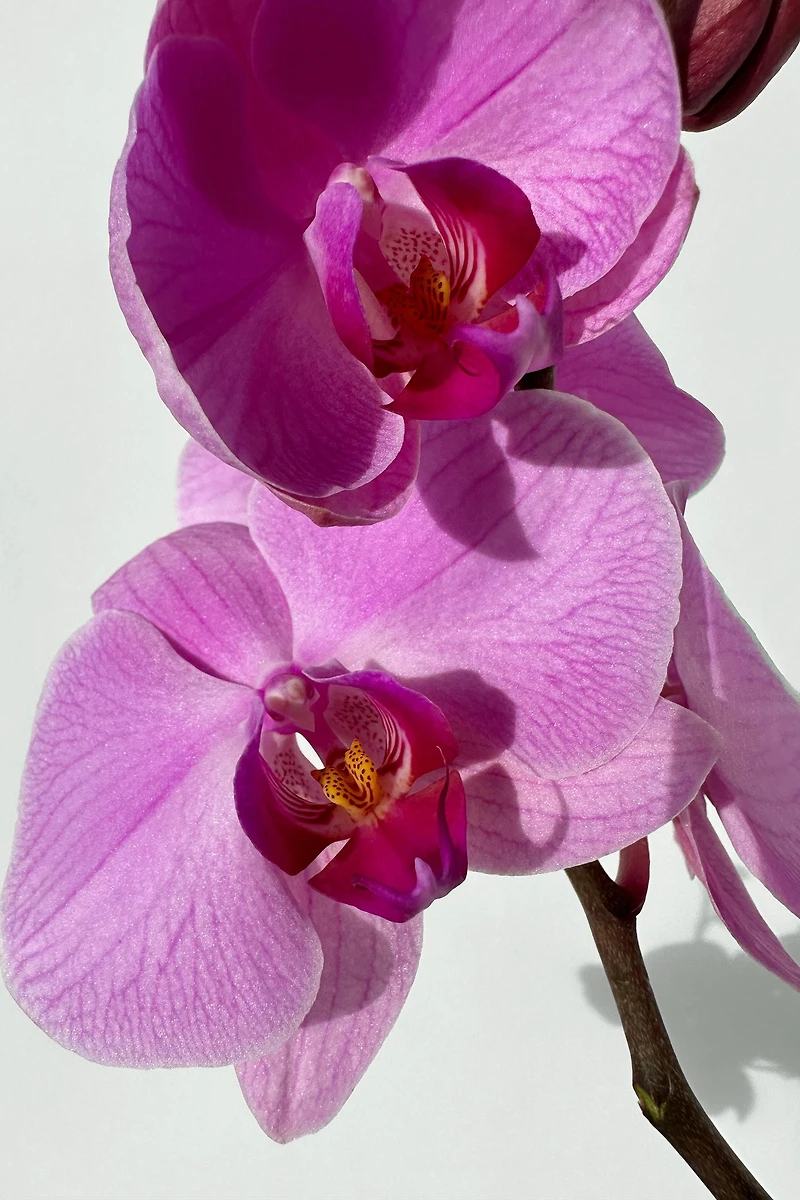 ORCHID EDP 30 ML (1,0 FL. OZ).