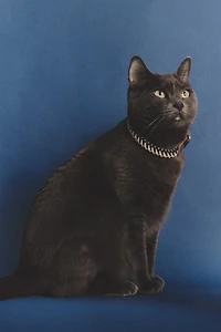 ROPE PET COLLAR
