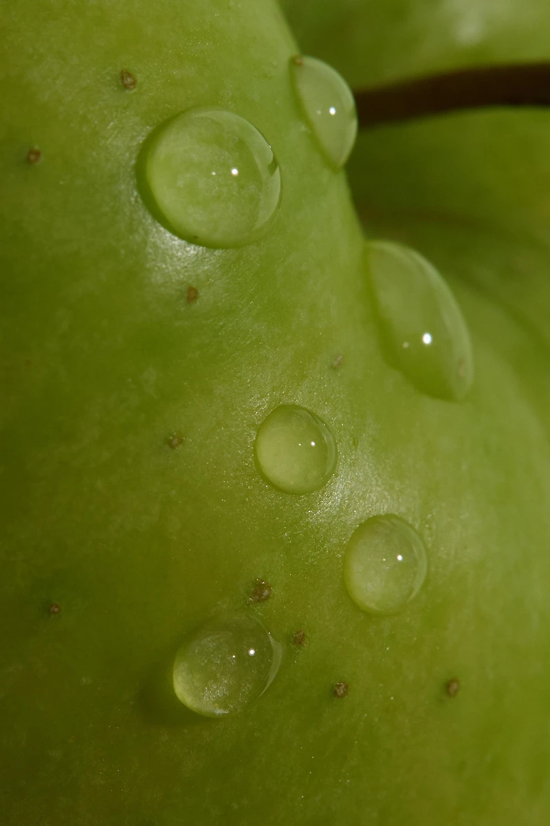 WONDER ROSE & APPLEJUICE 2X30ML (1,01 FL. OZ).