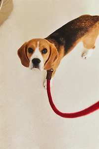 LEATHER ROPE DOG LEAD