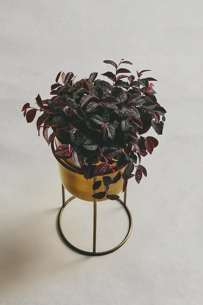 GOLD PLANTER
