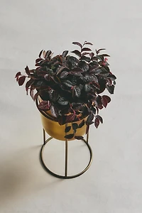 GOLD PLANTER
