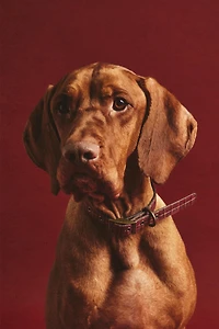 COLLIER CUIR CHIENS NOËL