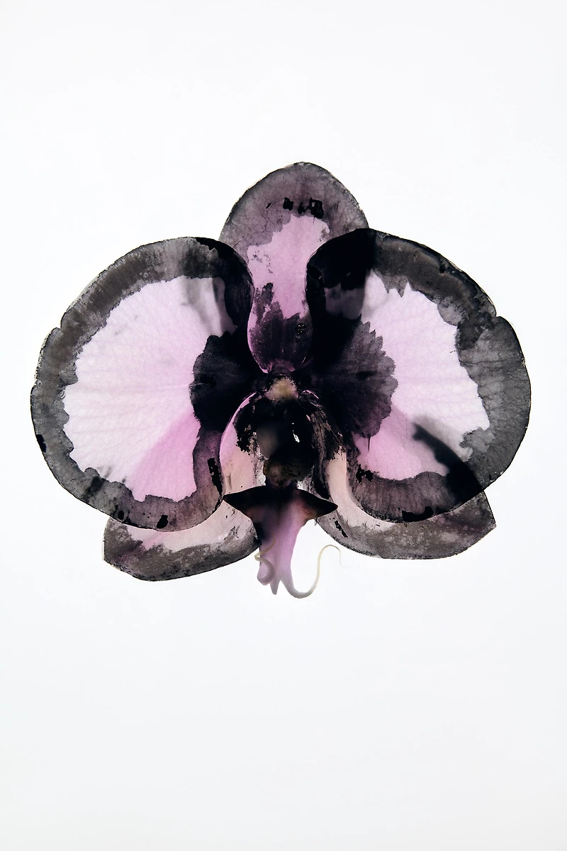 FEMME & PINK FLAMBÉ EDT 2X30 ML (1.01 FL. OZ)