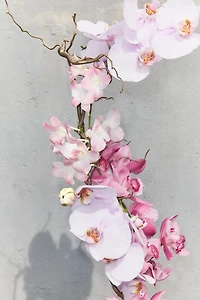 ORCHID EDP 180ML (6.08 FL. OZ).