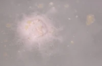 Butterball Bath Bomb