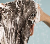 Big Shampoo