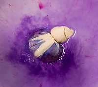 Deep Sleep | Lavender Bath Bomb