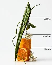 Sweet Orange + Agave Fragrance-Infused Liquidless Reeds