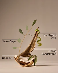 Warm Ocean Breeze Wallflowers Refills 2-Pack