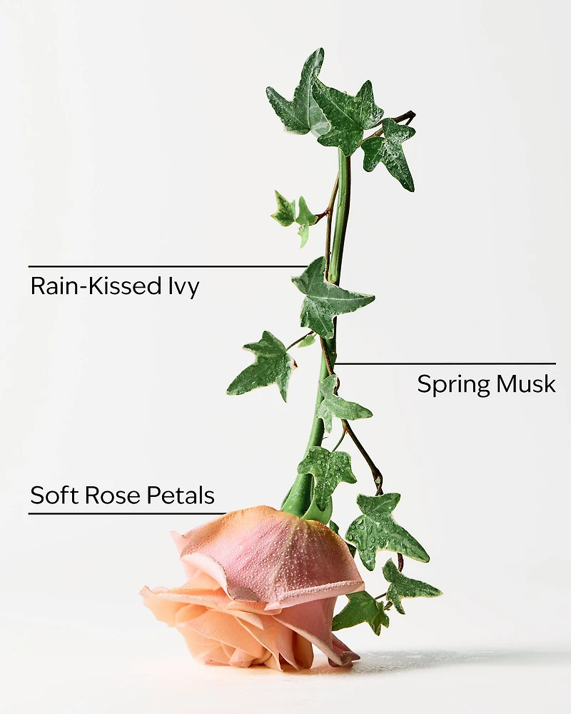 Rose Water & Ivy 3-Wick Candle