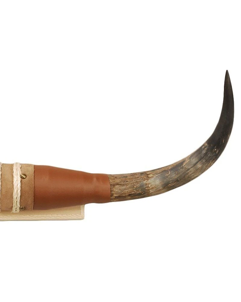 Authentic Small Steer Horns