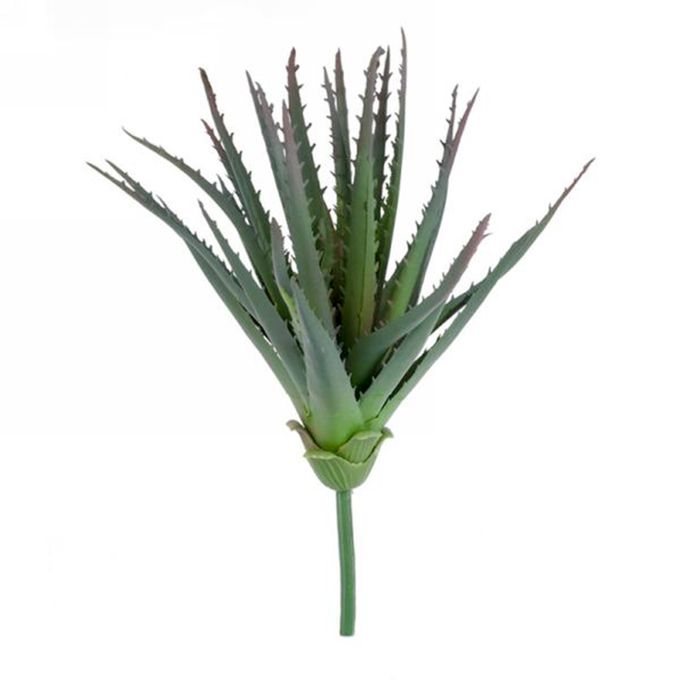 Tige d’Aloes