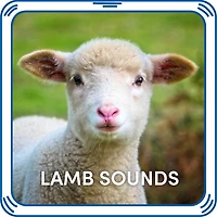 Lamb Sounds