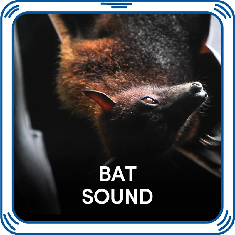 Bat Sound
