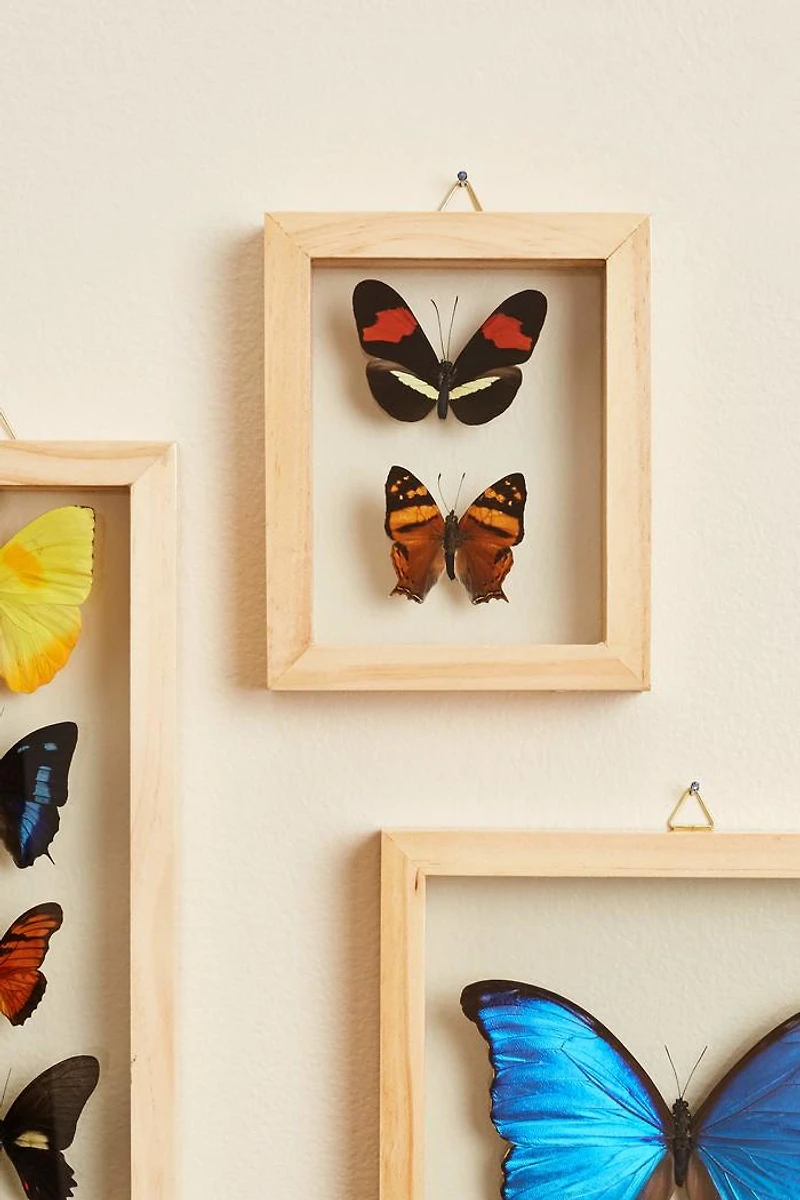 Buy Two Butterflies in Natural Frame  Online at Earthbound Trading