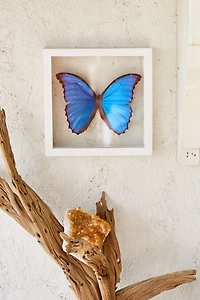 Blue Morpho Butterfly in White Frame