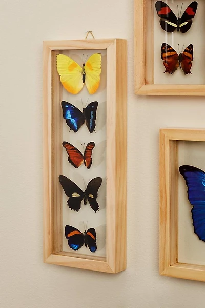 Buy Five Butterflies in Natural Frame Online at Earthbound Trading