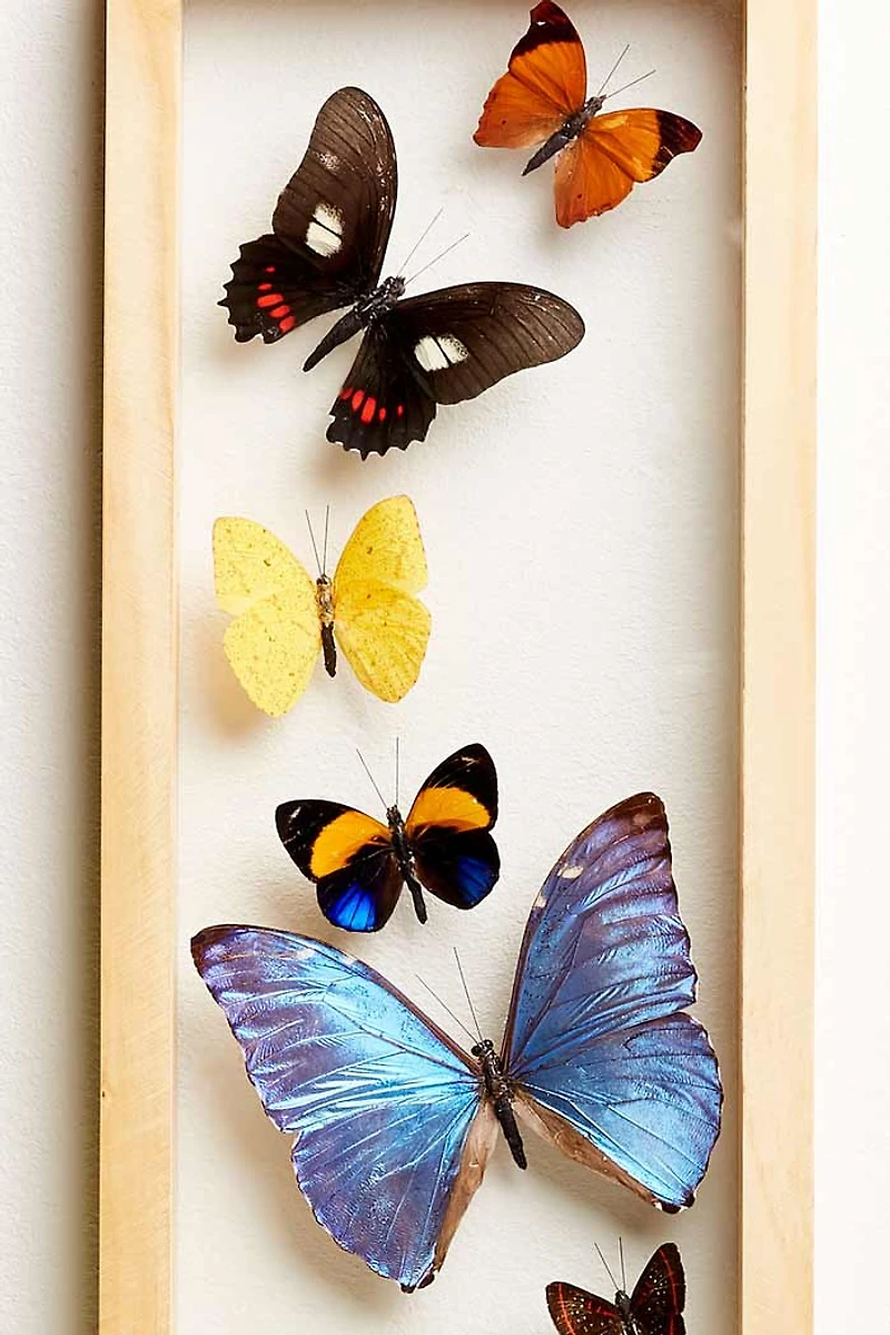 Buy Trail of Butterflies Frame  Online at Earthbound Trading