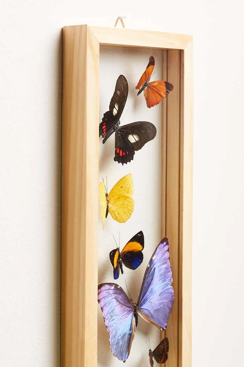 Buy Trail of Butterflies Frame  Online at Earthbound Trading