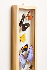 Buy Trail of Butterflies Frame  Online at Earthbound Trading
