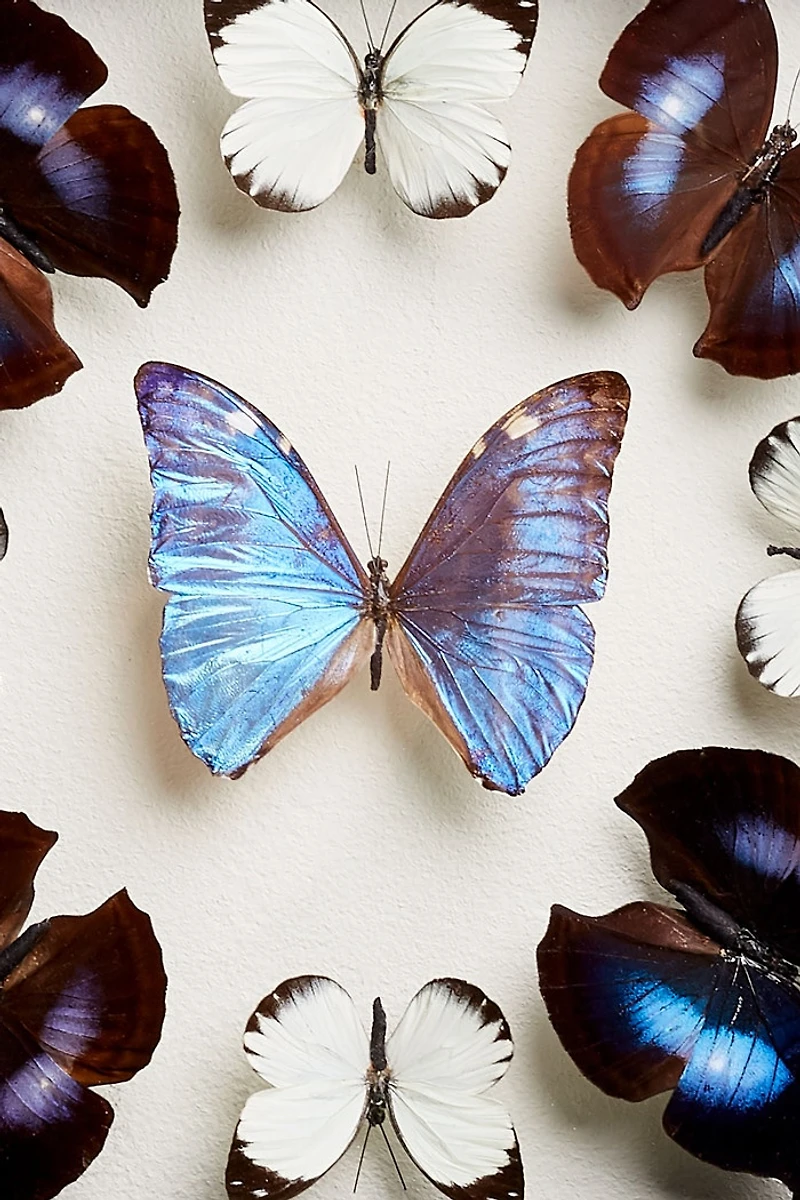 Buy Mandala Butterfly Frame  Online at Earthbound Trading