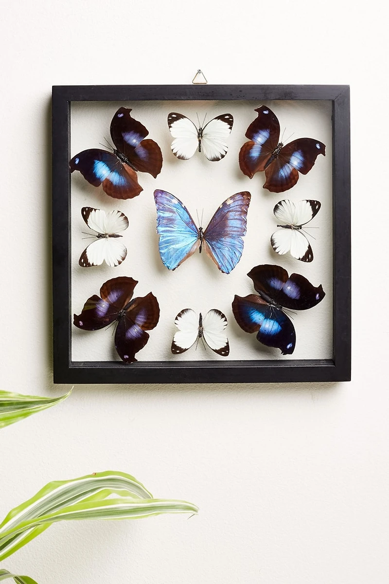 Buy Mandala Butterfly Frame  Online at Earthbound Trading