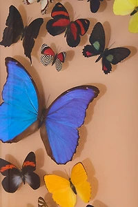 Buy Butterfly Wall Art | Boho 14 Butterflies Framed Print - Shop Now