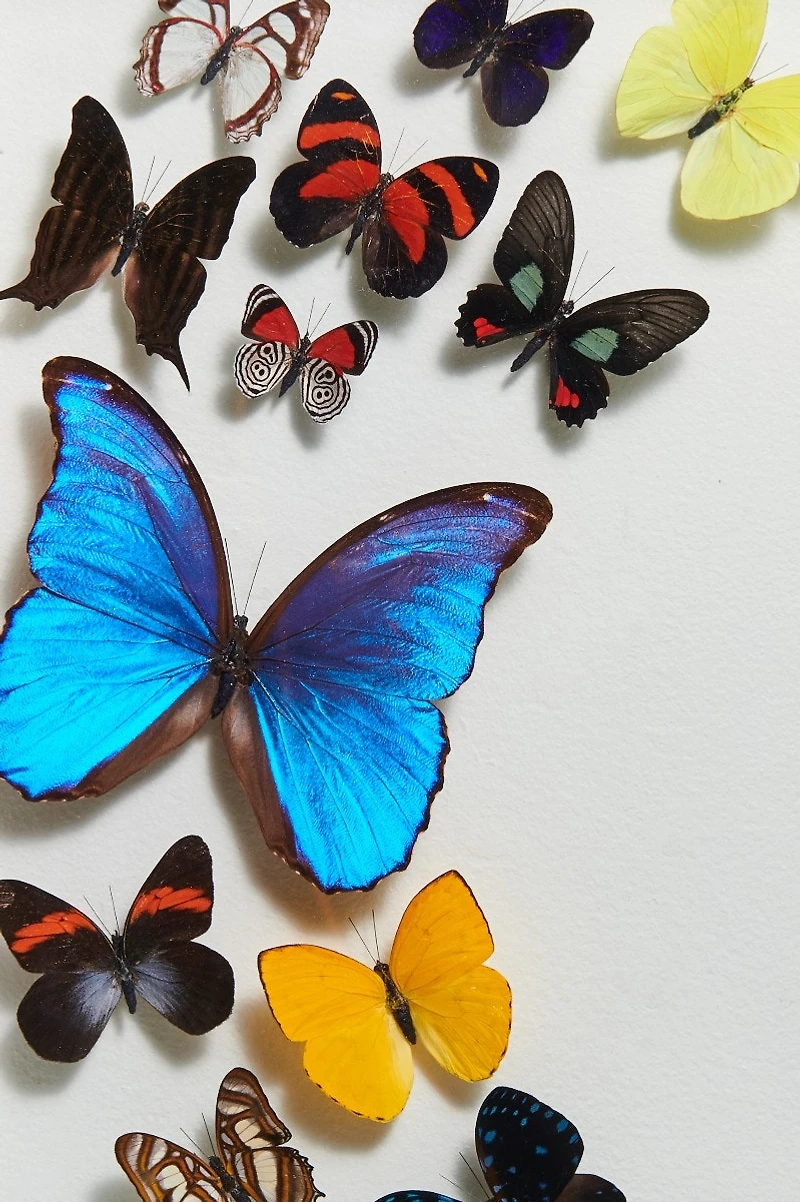 Fourteen Butterflies in White Frame