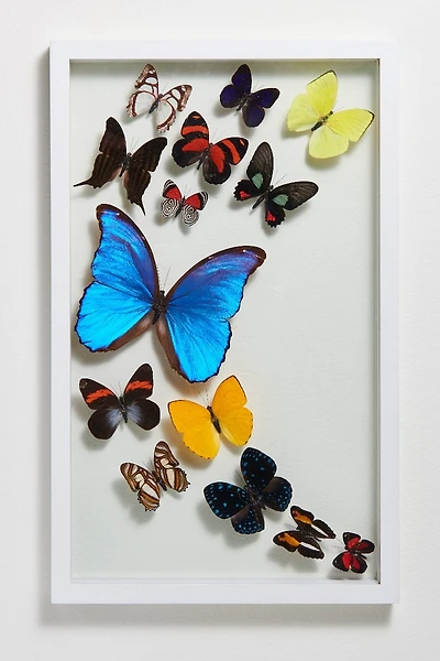 Fourteen Butterflies in White Frame