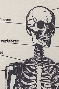 Skeleton Chart Wall Decor