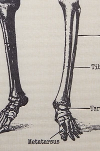 Skeleton Chart Wall Decor